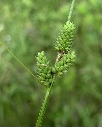 Image of Carex hirsutella