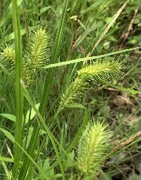 Image of Carex lurida