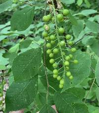 Prunus virginiana image