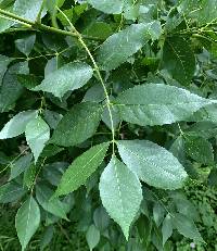 Image of Fraxinus campestris