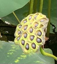 Nelumbo lutea image