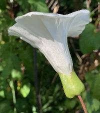 Calystegia sepium image