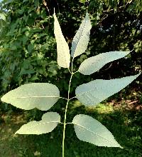 Fraxinus americana image