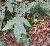 Image of Acer macrophyllum
