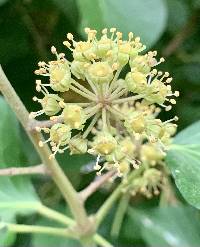 Hedera hibernica image