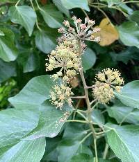 Hedera hibernica image