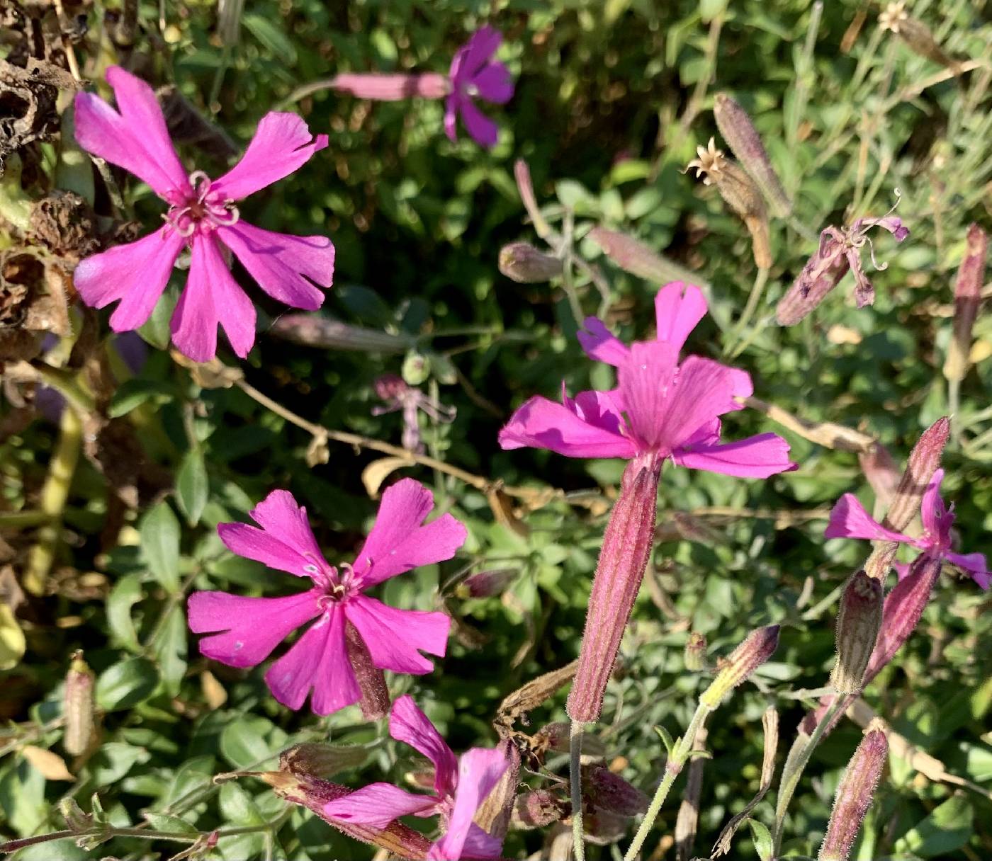 Silene schafta image