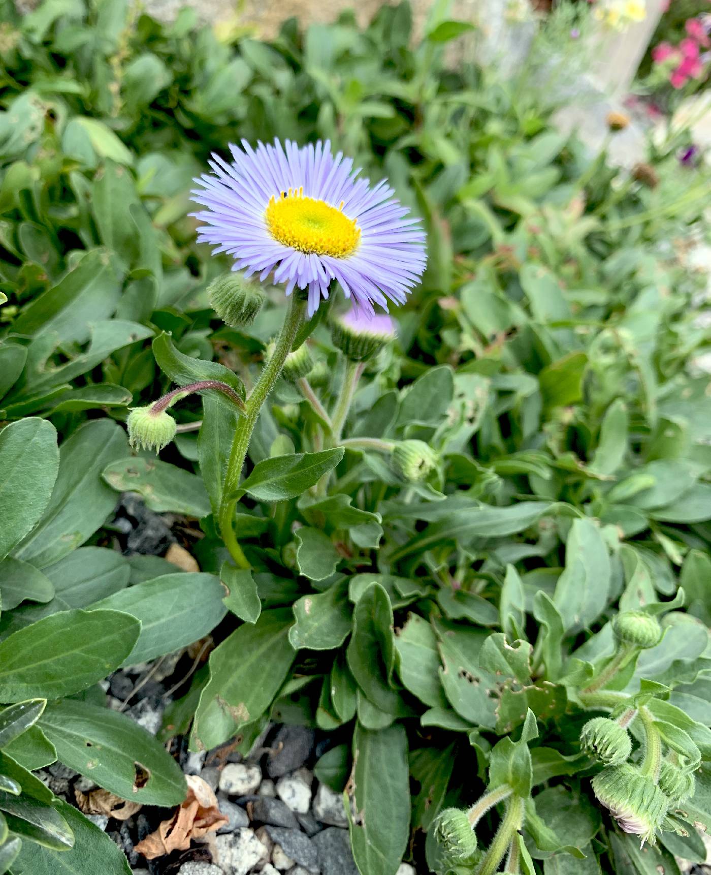 Erigeron glaucus image