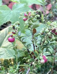 Gaultheria mucronata image