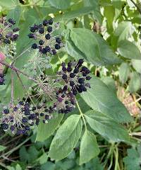 Aralia californica image