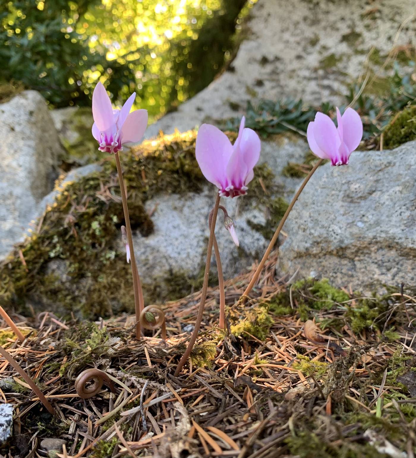 Cyclamen hederifolium image