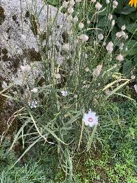 Catananche caerulea image