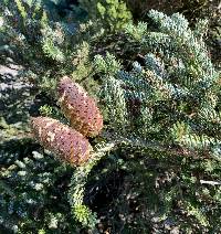 Image of Abies koreana