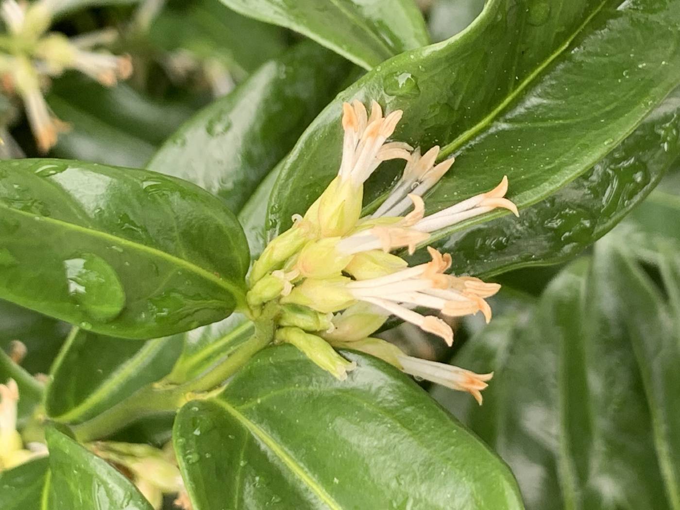 Sarcococca ruscifolia image