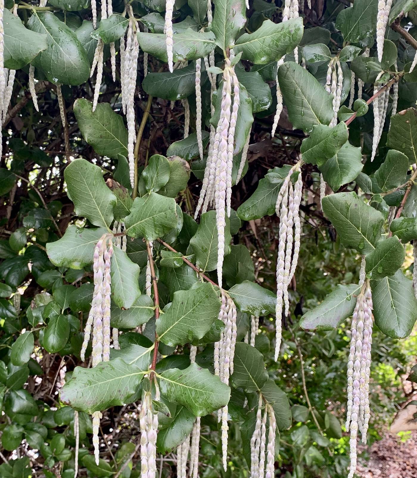 Garrya elliptica image