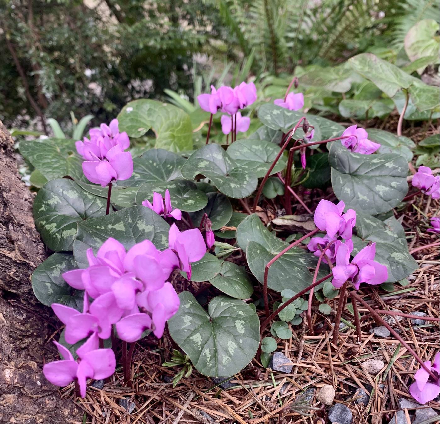 Cyclamen image