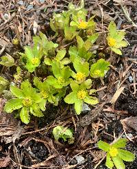 Hacquetia epipactis image