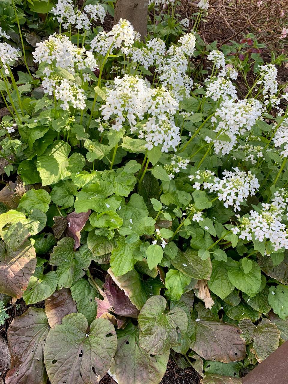 Thlaspi macrophyllum image