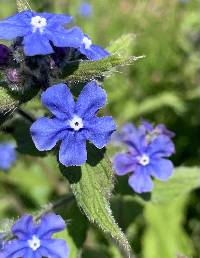 Pentaglottis sempervirens image