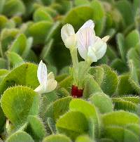 Image of Trifolium subterraneum