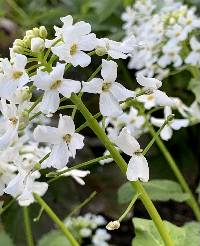 Thlaspi macrophyllum image