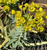 Image of Euphorbia rigida