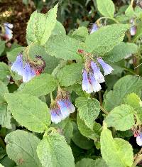 Image of Symphytum grandiflorum