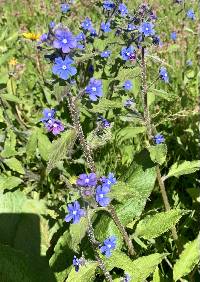 Image of Pentaglottis sempervirens