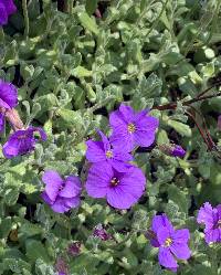 Image of Aubrieta deltoidea