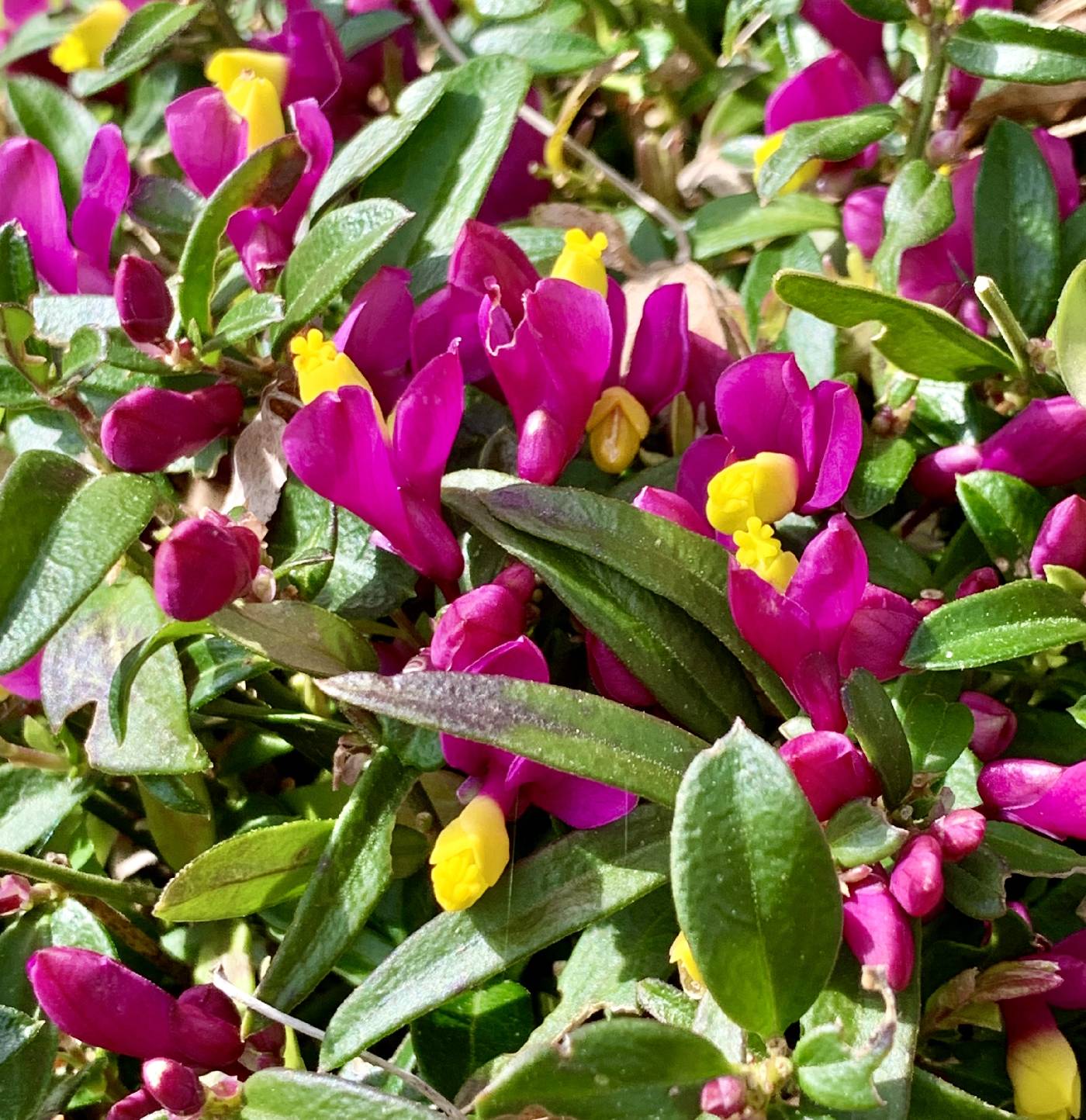 Polygala chamaebuxus image