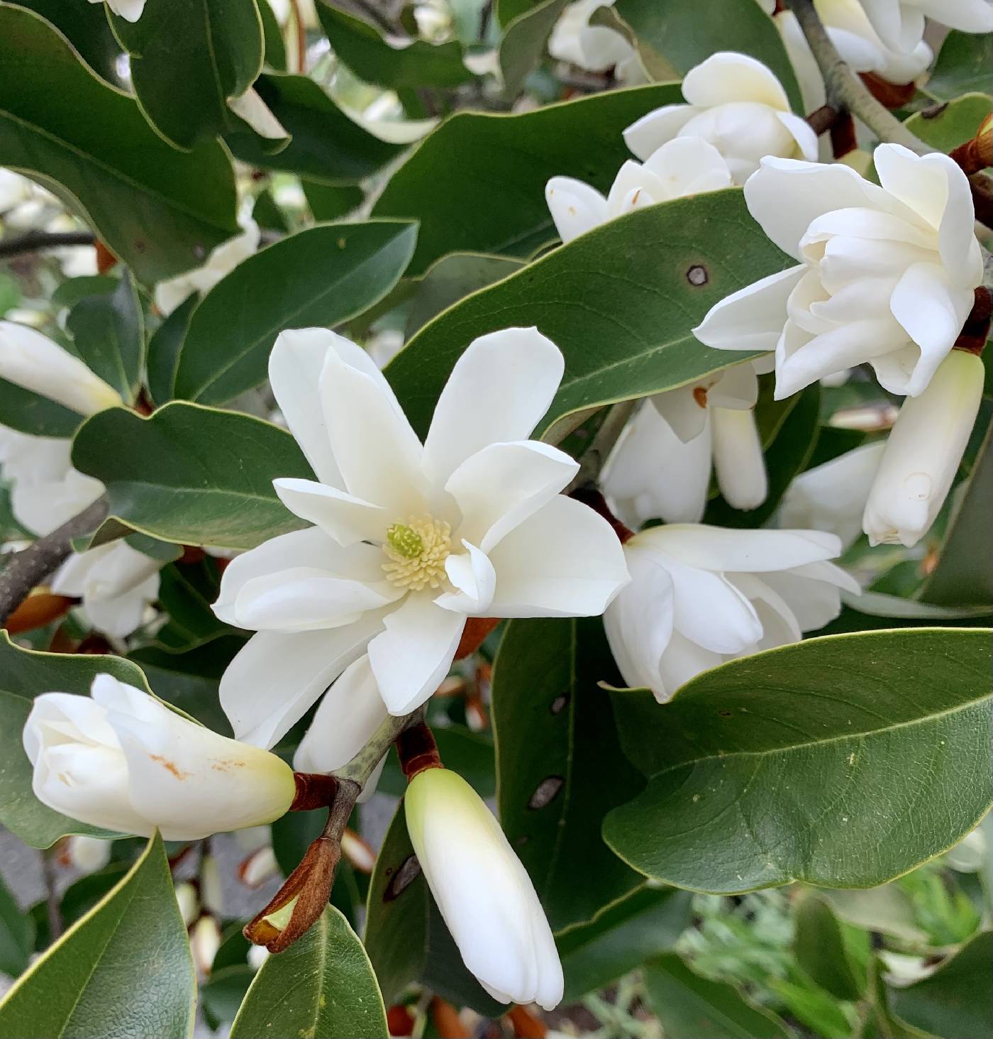 Magnolia laevifolia image