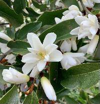 Image of Magnolia laevifolia