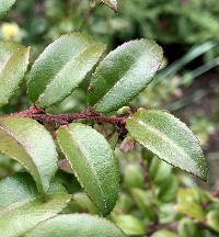 Vaccinium ovatum image