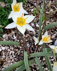 Image of Tulipa turkestanica