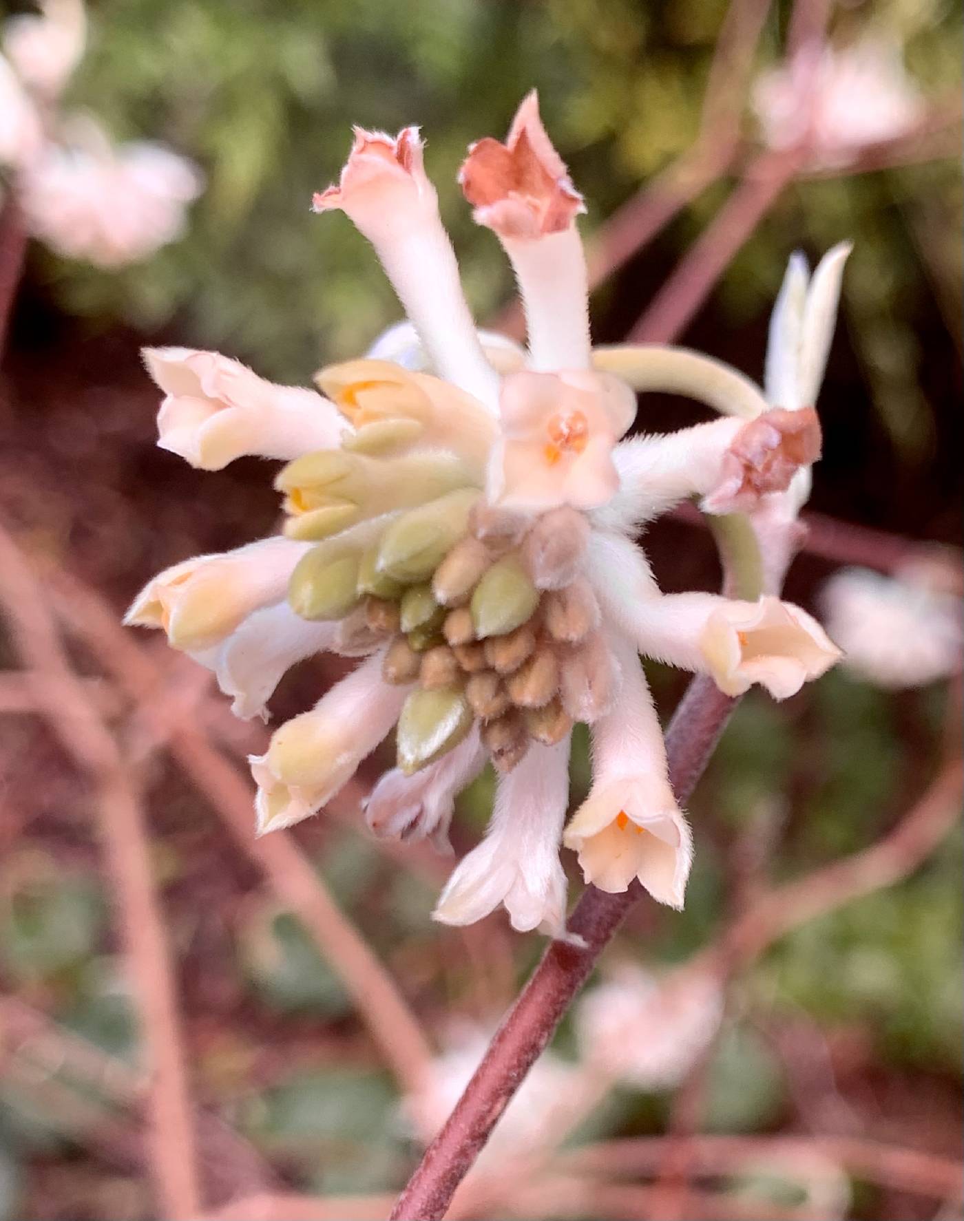 Edgeworthia papyrifera image