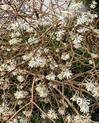 Edgeworthia papyrifera image