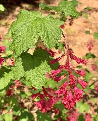 Image of Ribes sanguineum