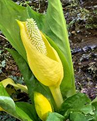 Lysichiton americanus image