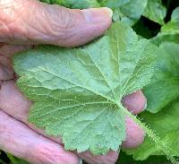 Tellima grandiflora image