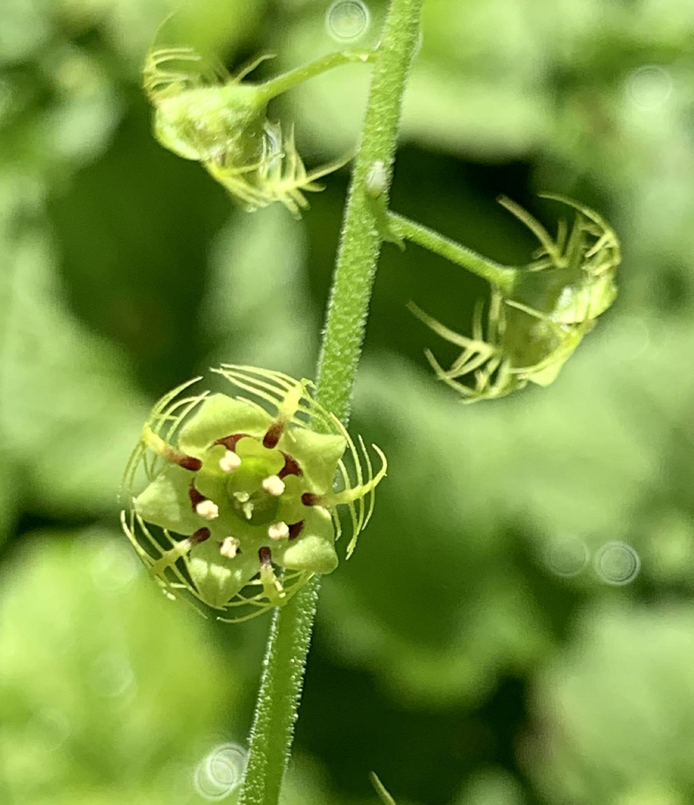 Mitella caulescens image