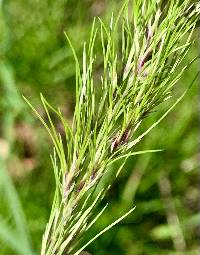 Poa bulbosa image