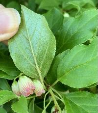 Enkianthus campanulatus image