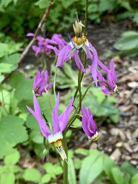 Dodecatheon pulchellum image