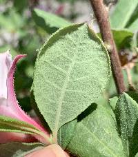 Rhododendron atlanticum image