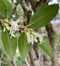 Image of Osmanthus fragrans