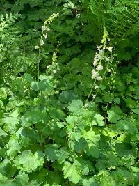 Tellima grandiflora image