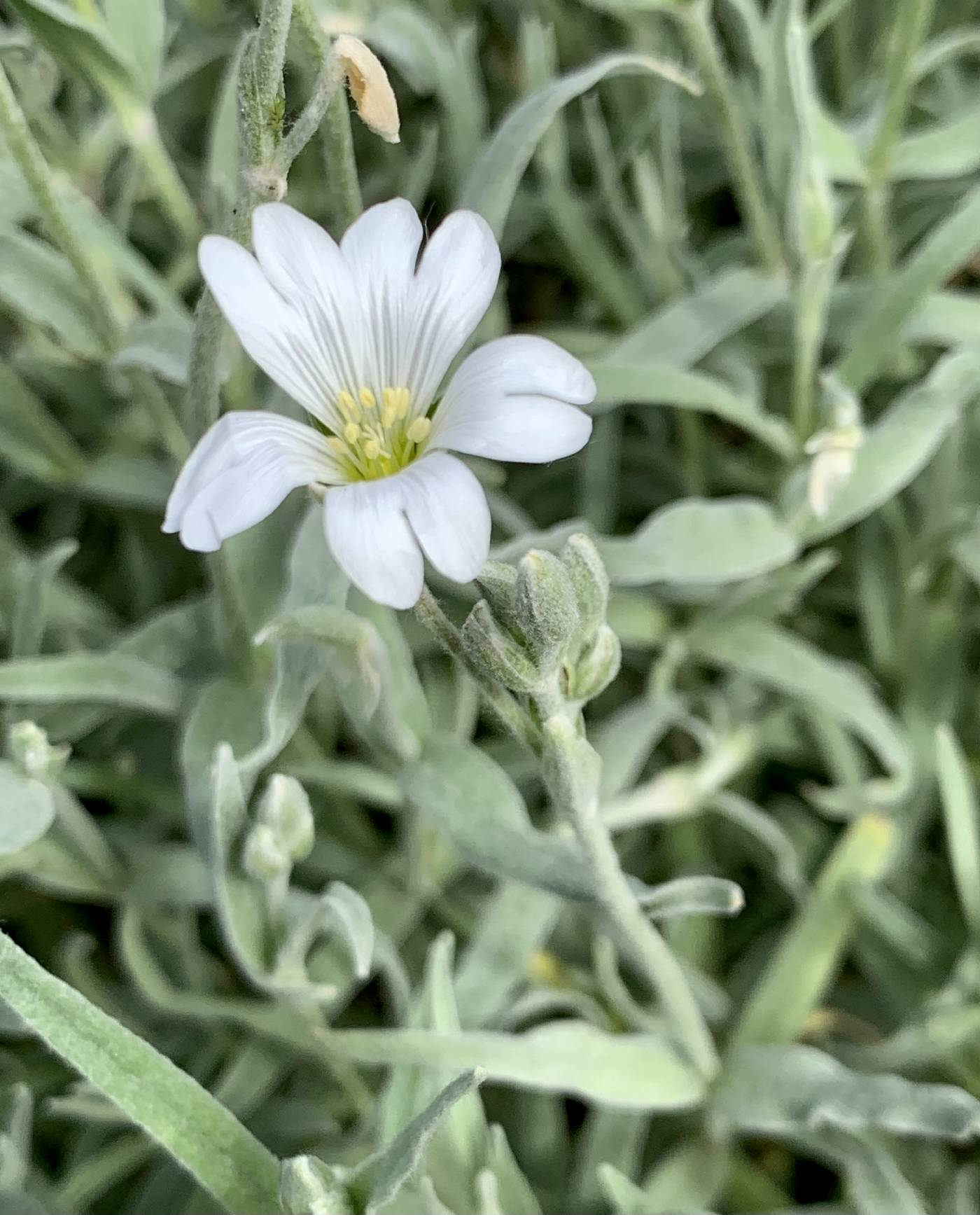 Cerastium tomentosum image