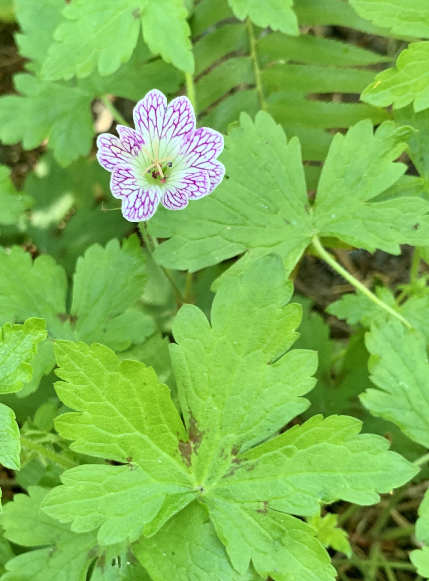 Geranium versicolor image