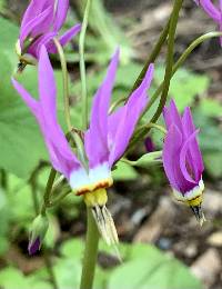 Dodecatheon pulchellum image