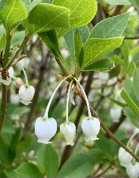 Enkianthus perulatus image